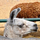 Mendoza Argentina zoo lamas