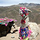 Mountain llama in Peru with colorful woven costum, Cusco, Peru