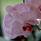 Orchid Botanical Garden