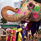 Gangaur Festival Jaipur elephant