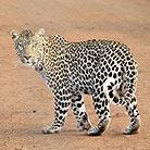 Leopard, Samburu Reserve