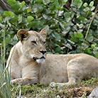 Lioness, Nakuru National Park, Kenya