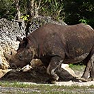 Rhino, Nakuru National Park, Kenya