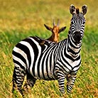 Zebras in the reserve park Nakuru