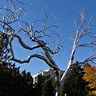 Washington DC Metal tree