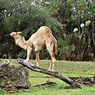 Florida Miami Zoo