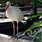 Florida Miami Zoo
