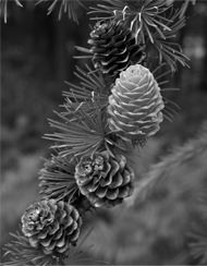 Mountain Pine Cones Gray Thumbnail