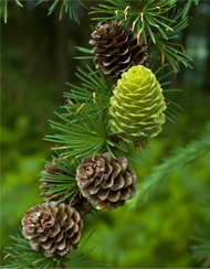 Mountain Pine Cones Thumbnail