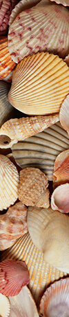 Kendo UI for jQuery Card Sea Shells