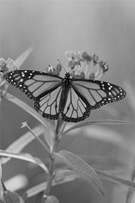 Butterfly Gray Thumbnail